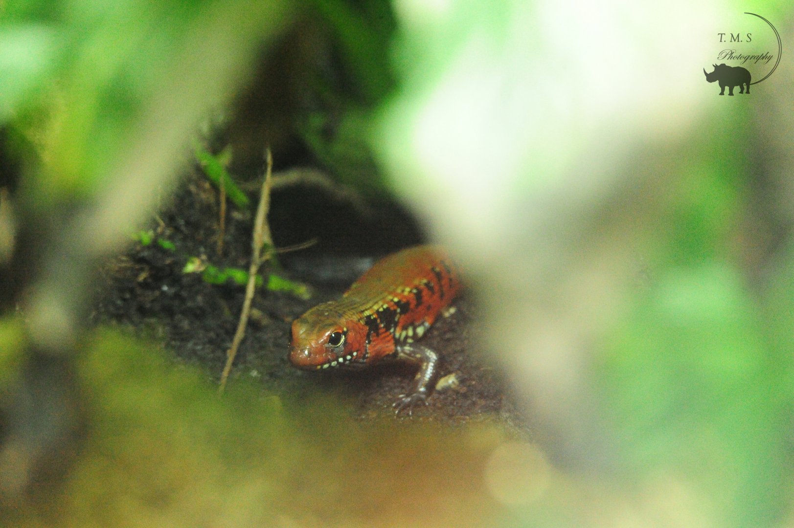 Fire Skink