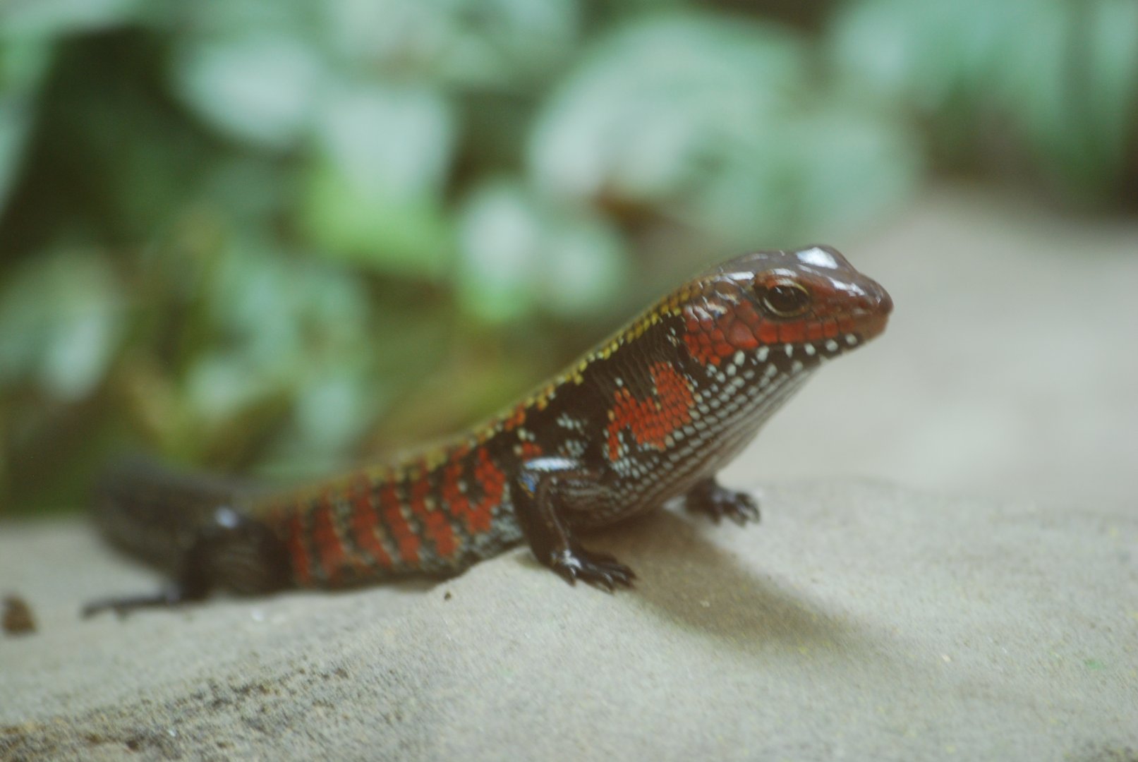 Fire skink