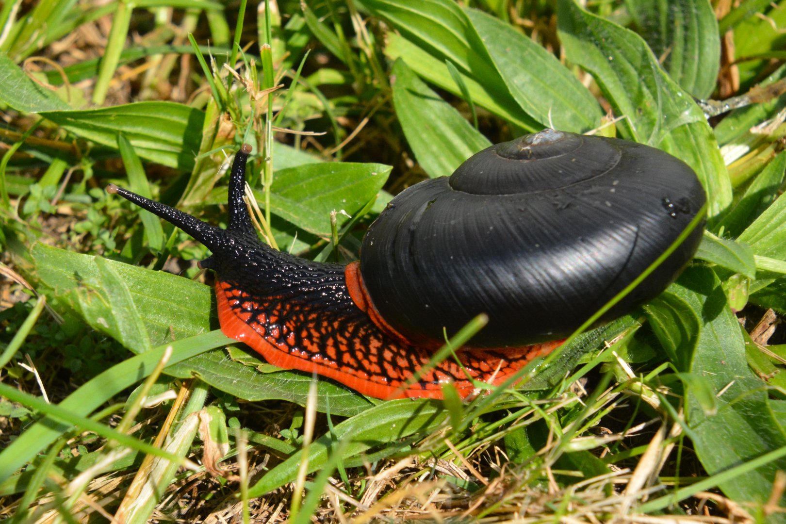 Fire snail (Platymma tweediei)