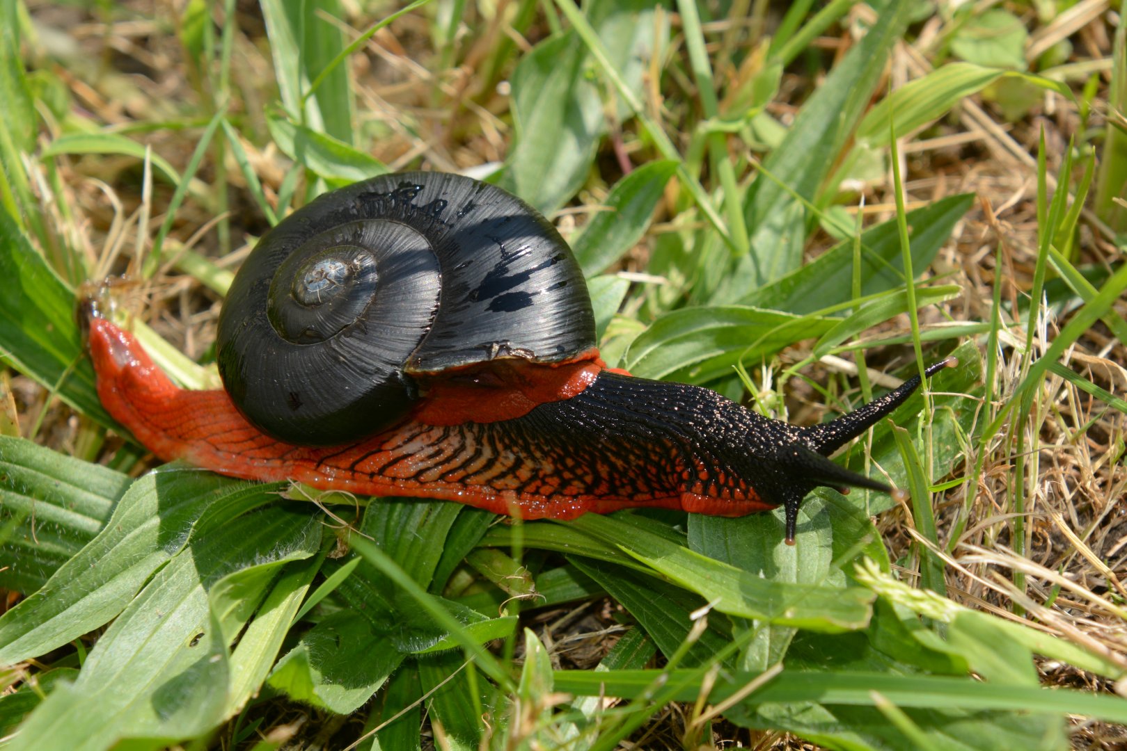 Fire snail (Platymma tweediei)