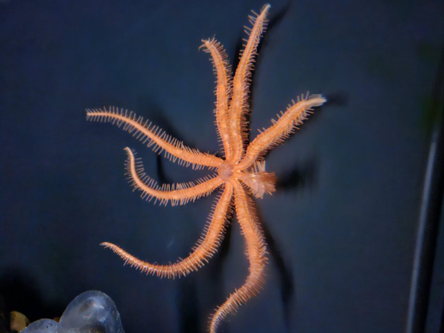 Fire Star / Brisingid Star