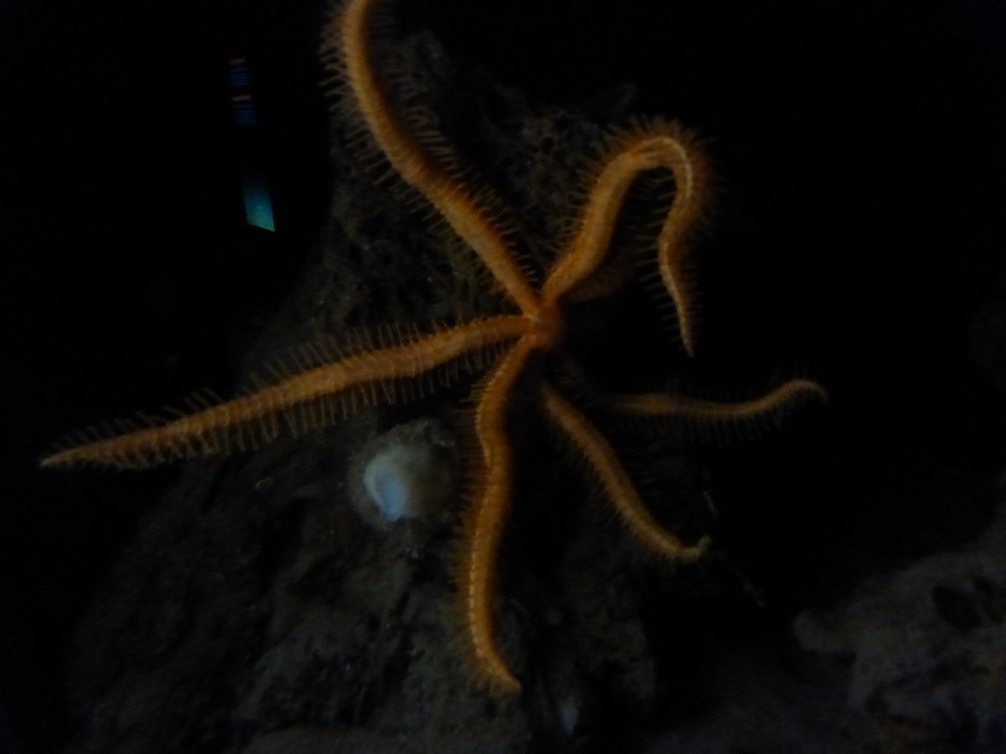 Fire star/ brisingid