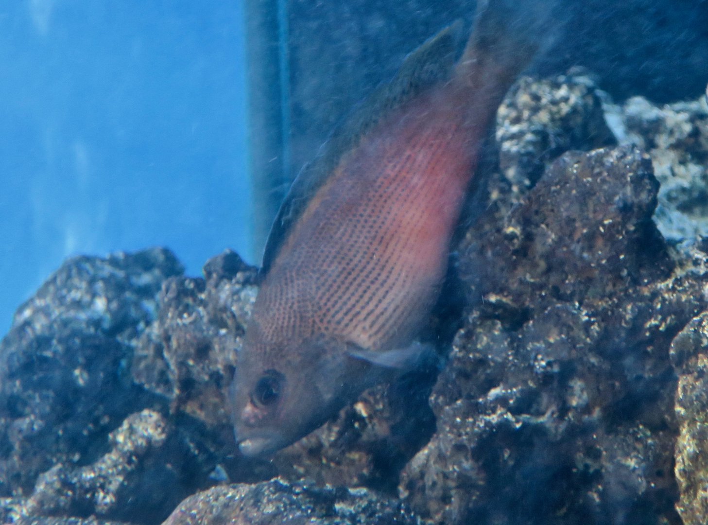 Fire-Tailed Devil/Dottyback (Labracinus cyclophthalmus)