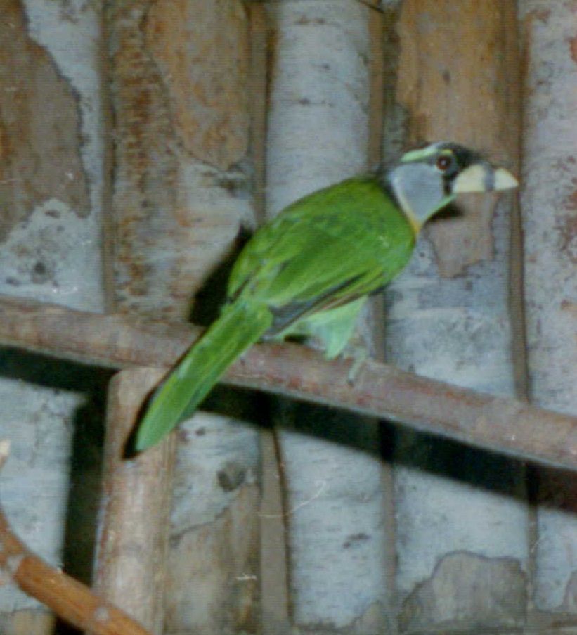 Fire-tuffted barbet