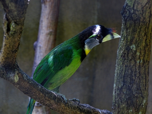 Fire-tufted barbet (08/2016)