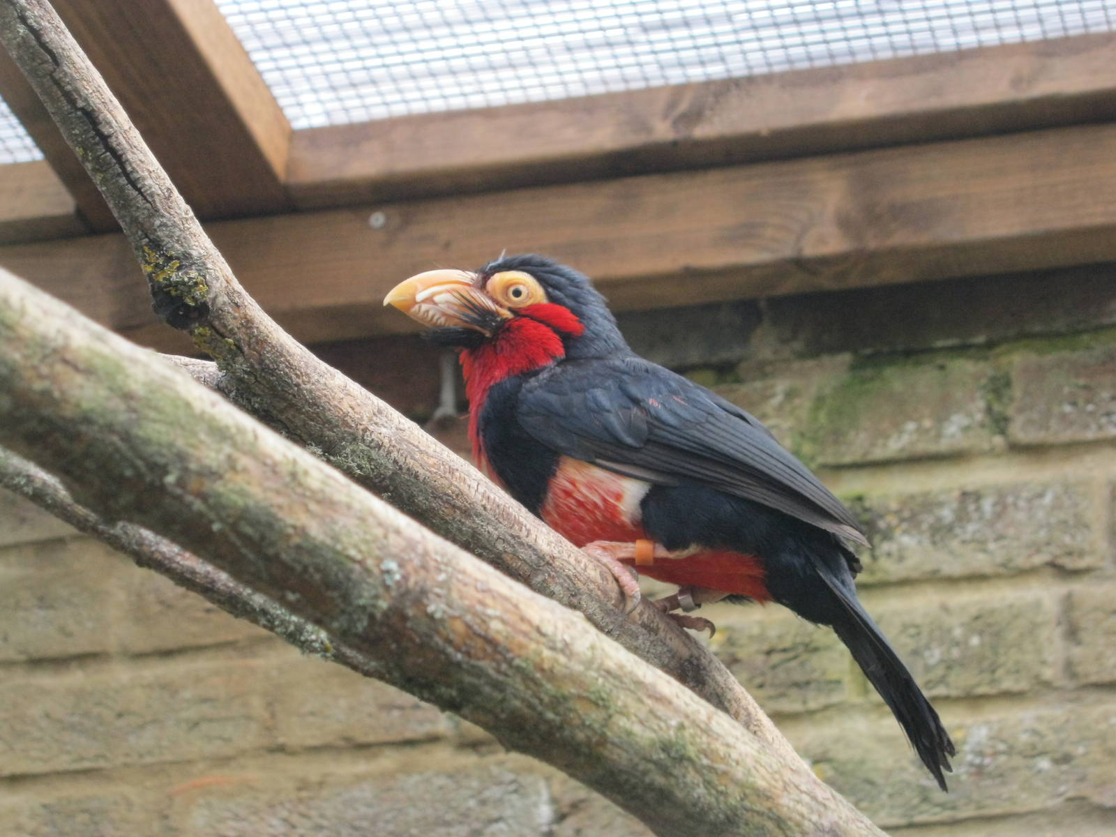 Fire-Tufted Barbet 2012