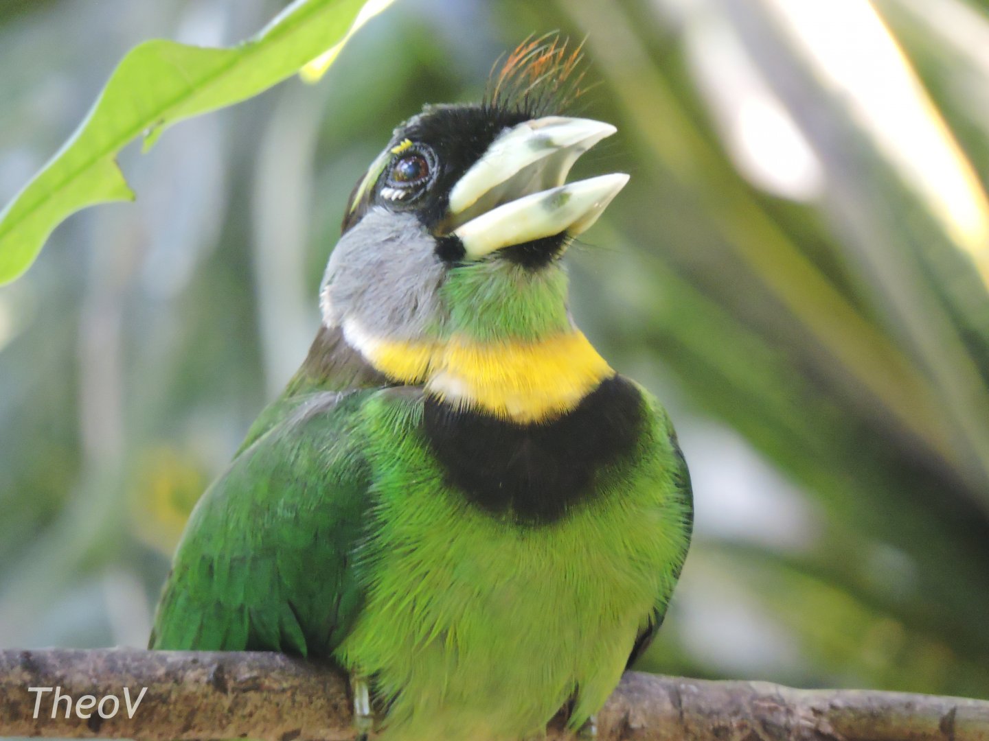 Fire-tufted barbet [2016]