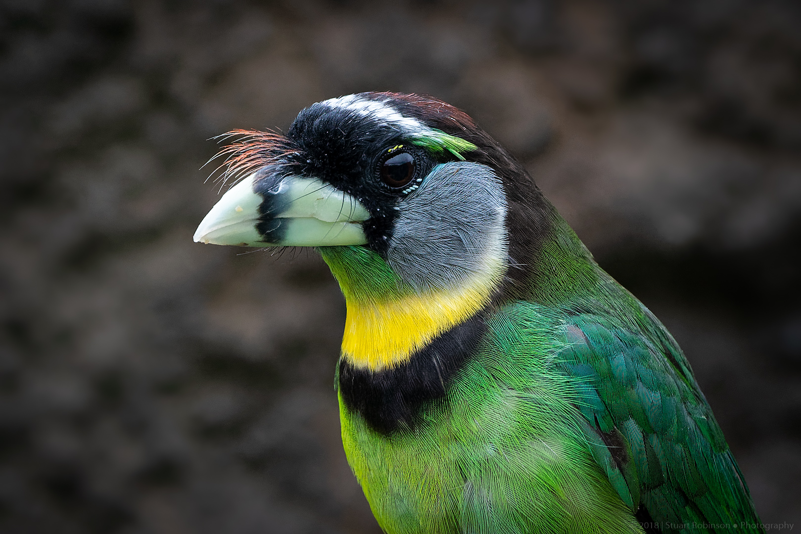 Fire-tufted Barbet - 22/08/2018