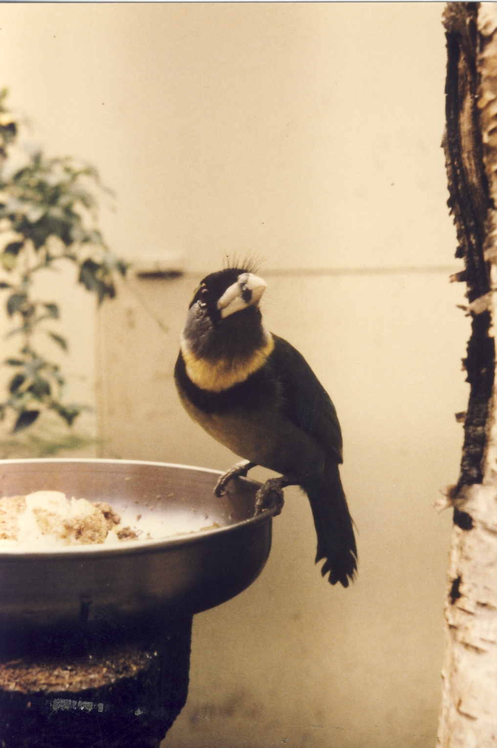 Fire-tufted Barbet Chester Zoo 13 August 1984