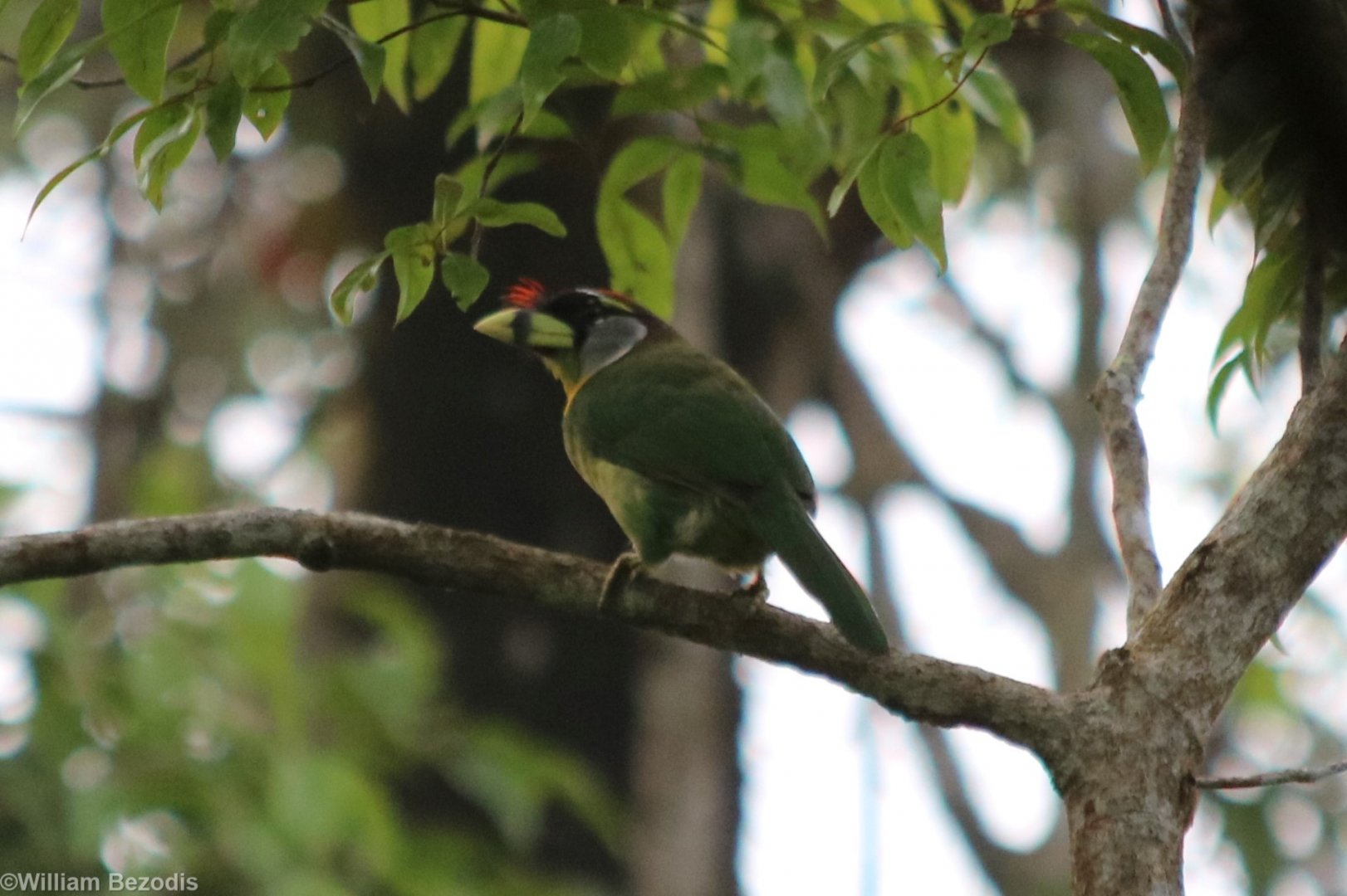 Fire-tufted Barbet - Fraser's Hill