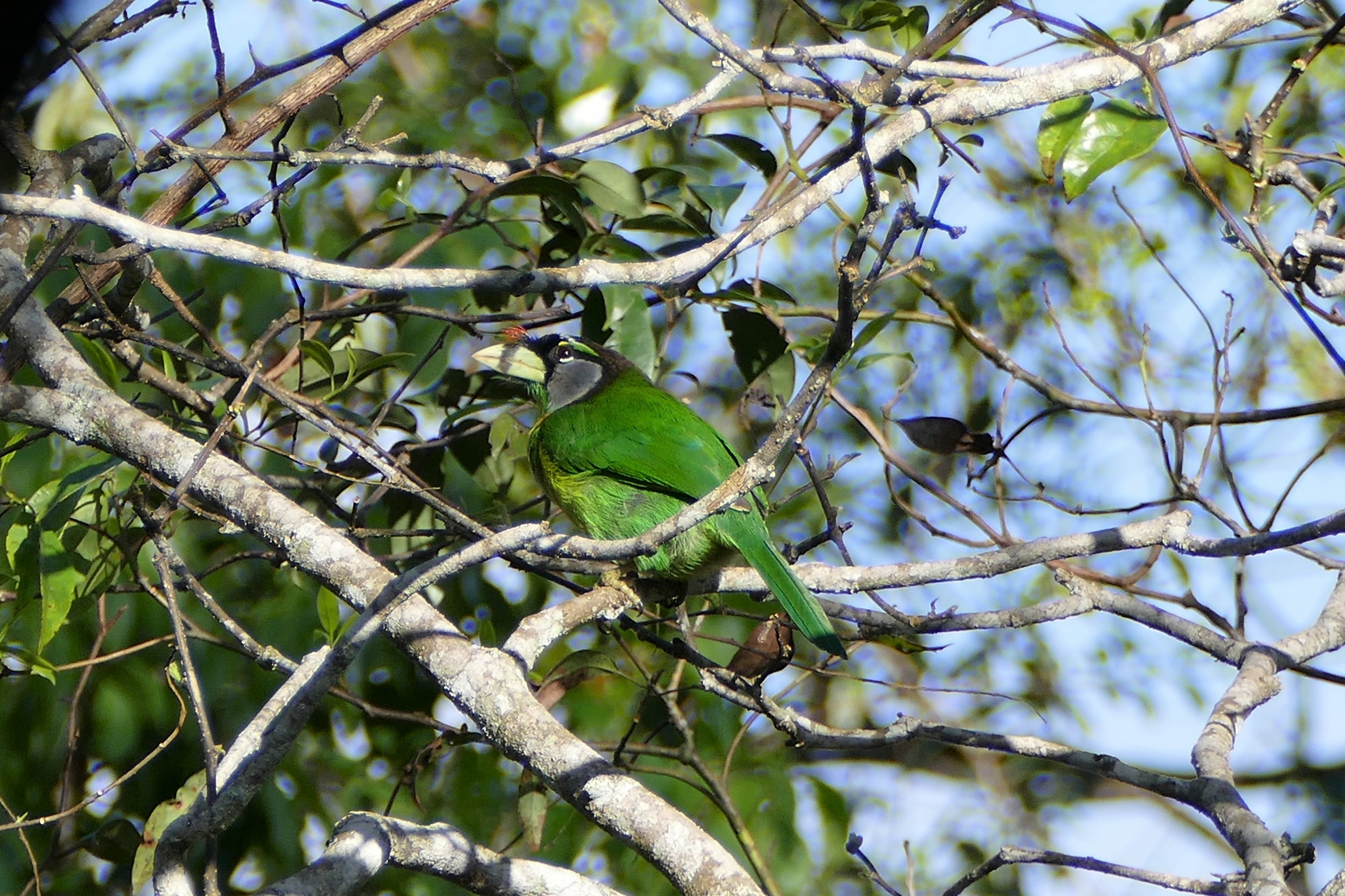 Fire-tufted Barbet - Fraser's Hill