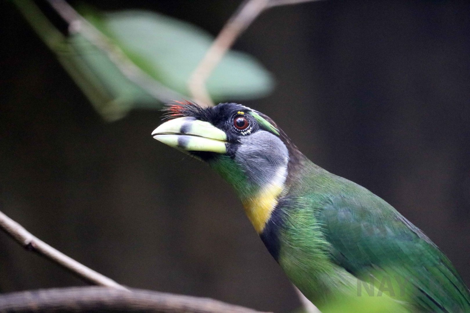 Fire-tufted barbet, June 2016