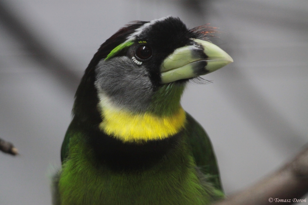 Fire-tufted Barbet (Psilogon pyrolophus)