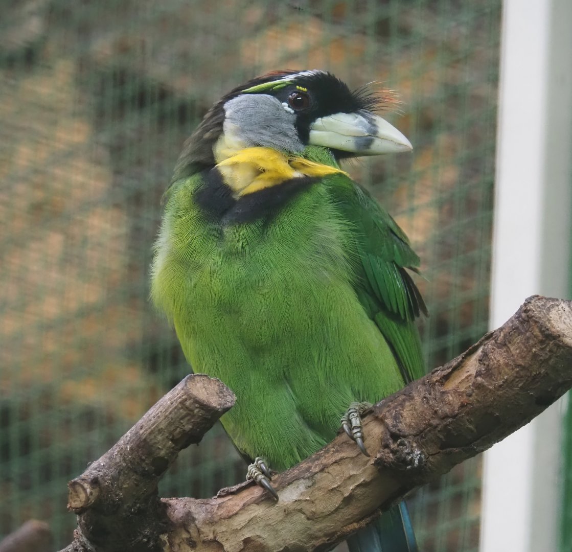 Fire-tufted barbet (Psilopogon pyrolophus), 2024-05-22
