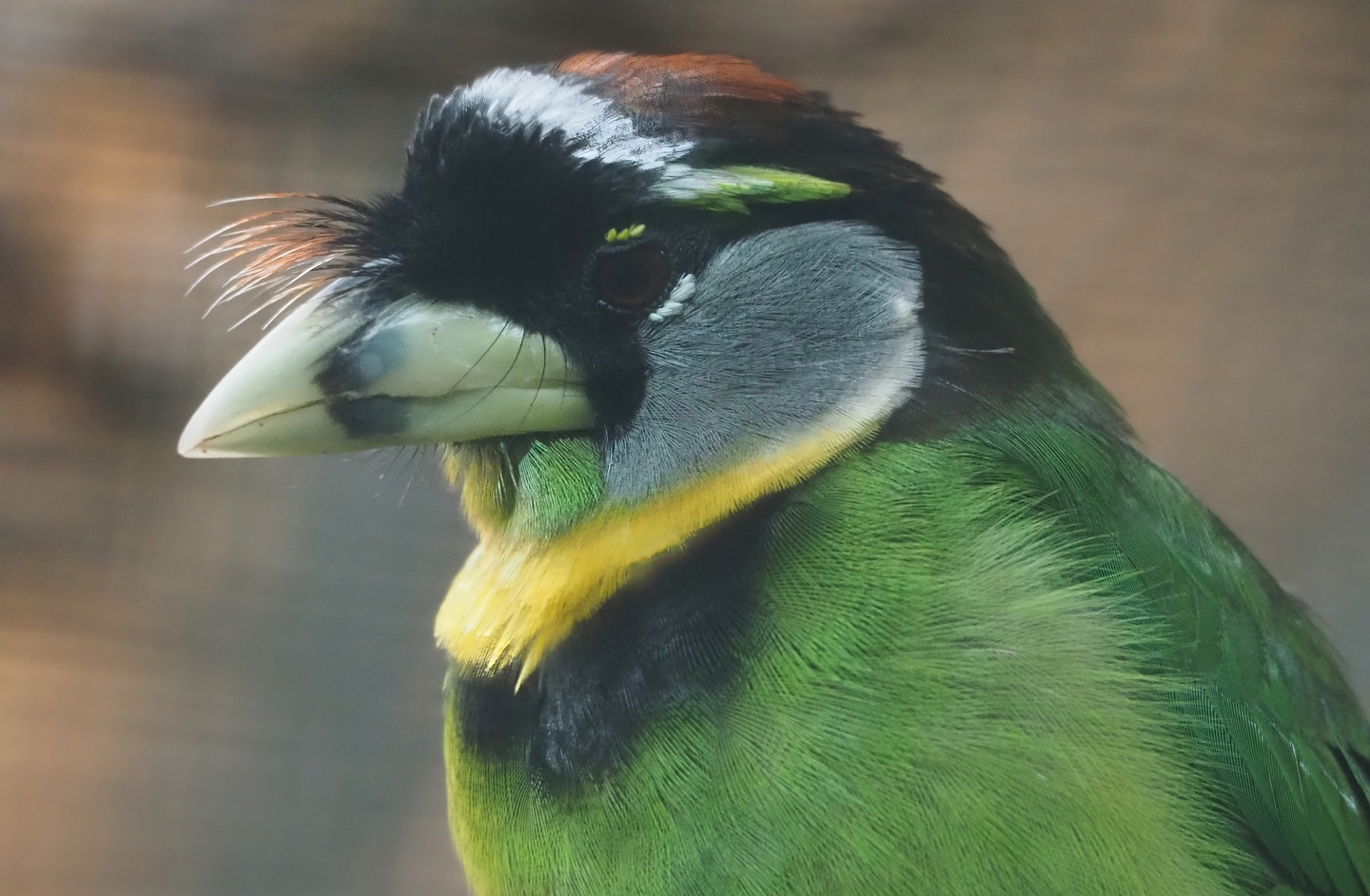 Fire-tufted barbet (Psilopogon pyrolophus), 2024-05-22