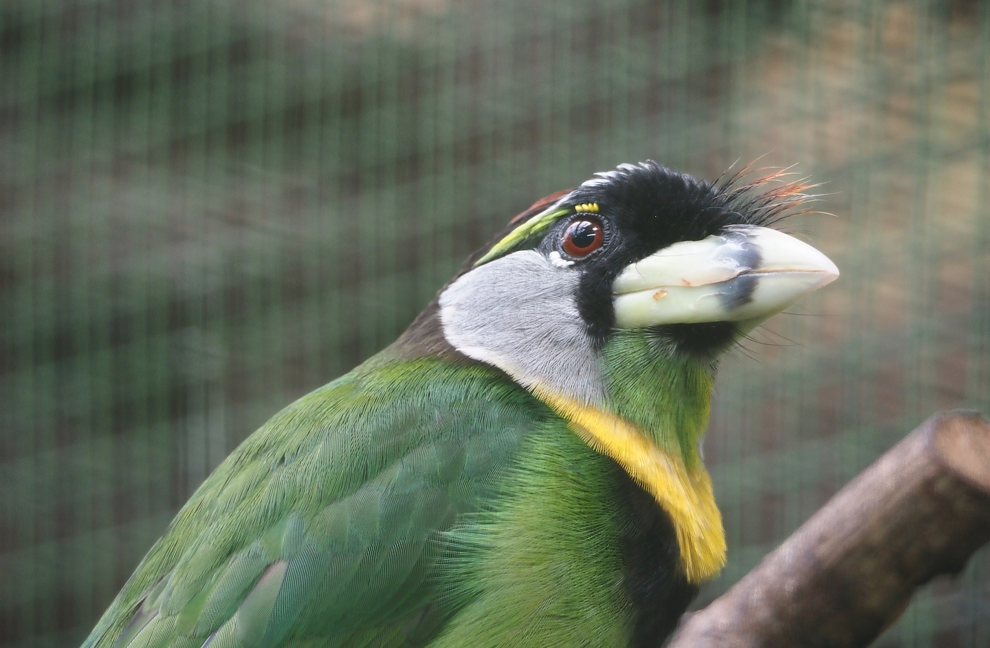 Fire-tufted barbet (Psilopogon pyrolophus), 2024-05-23