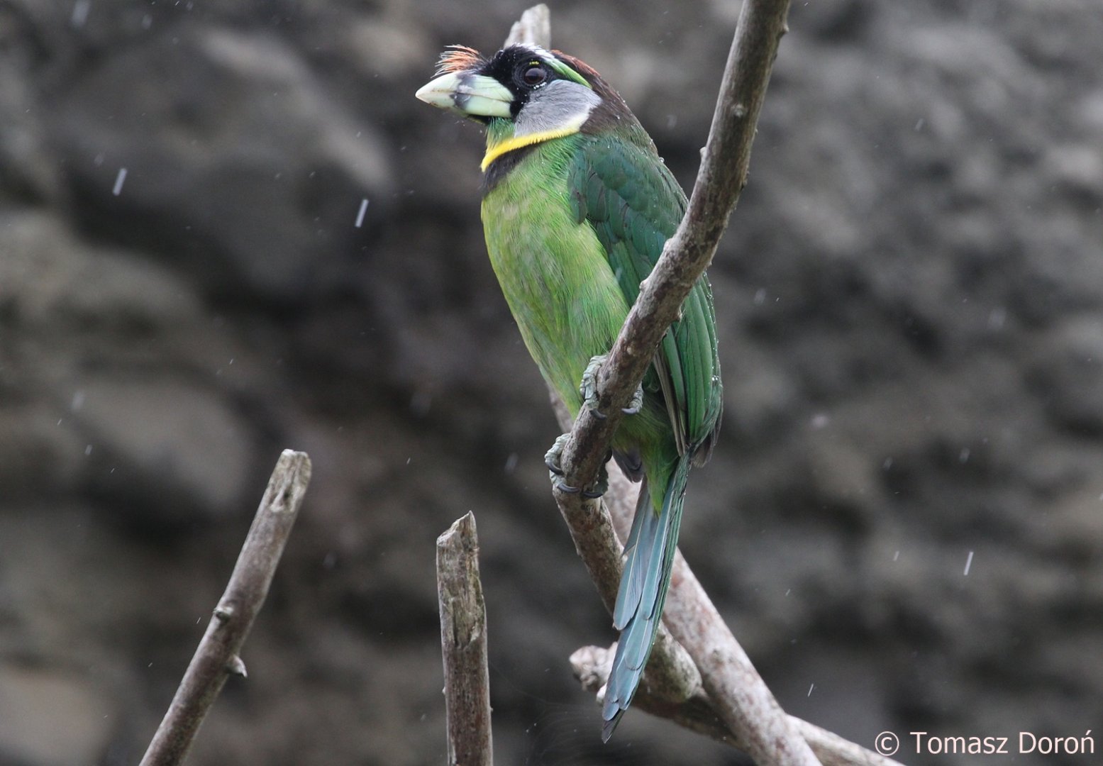 Fire-tufted Barbet (Psilopogon pyrolophus), July 2018