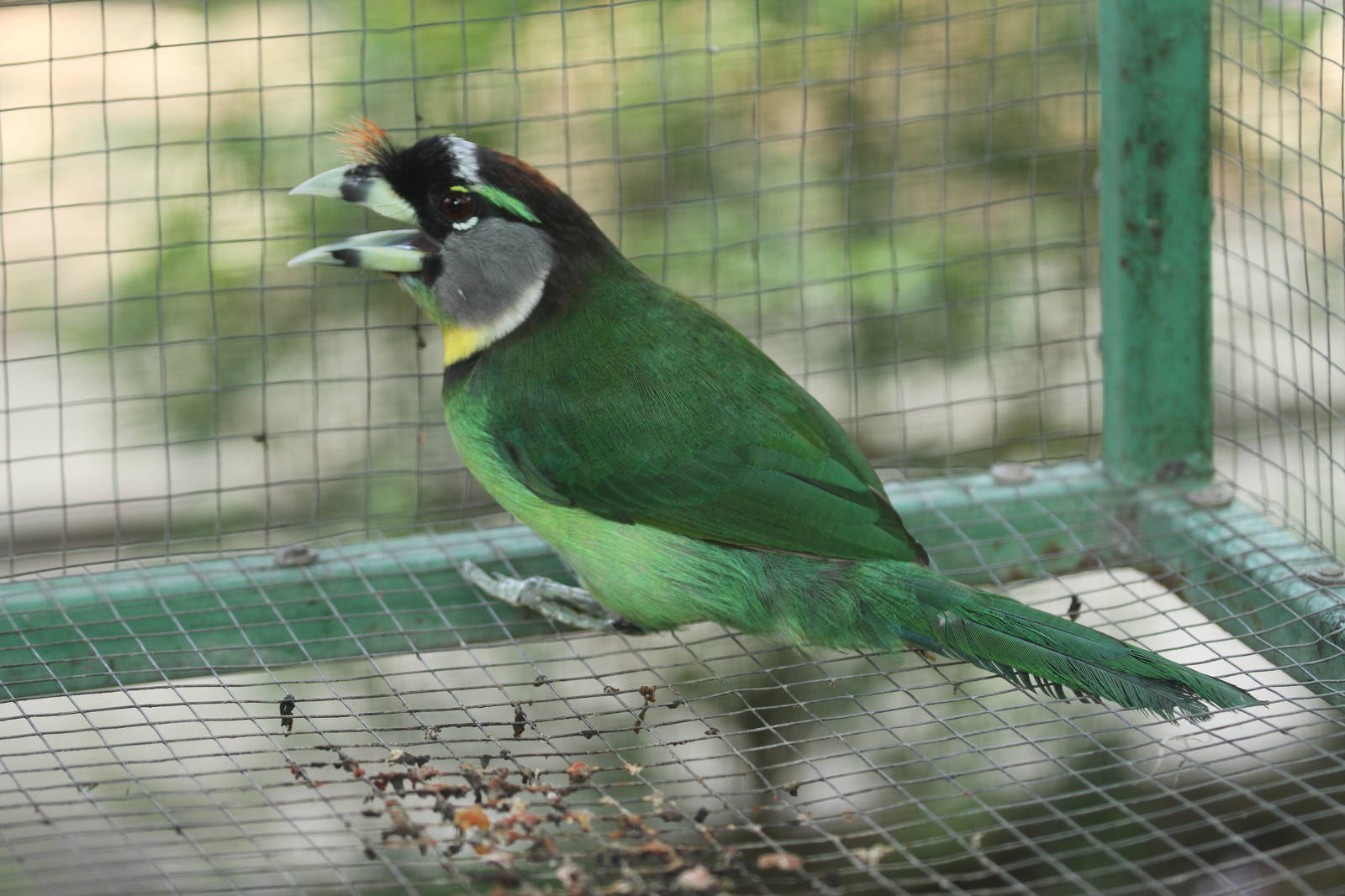 Fire-tufted Barbet (Psilopogon pyrolophus)