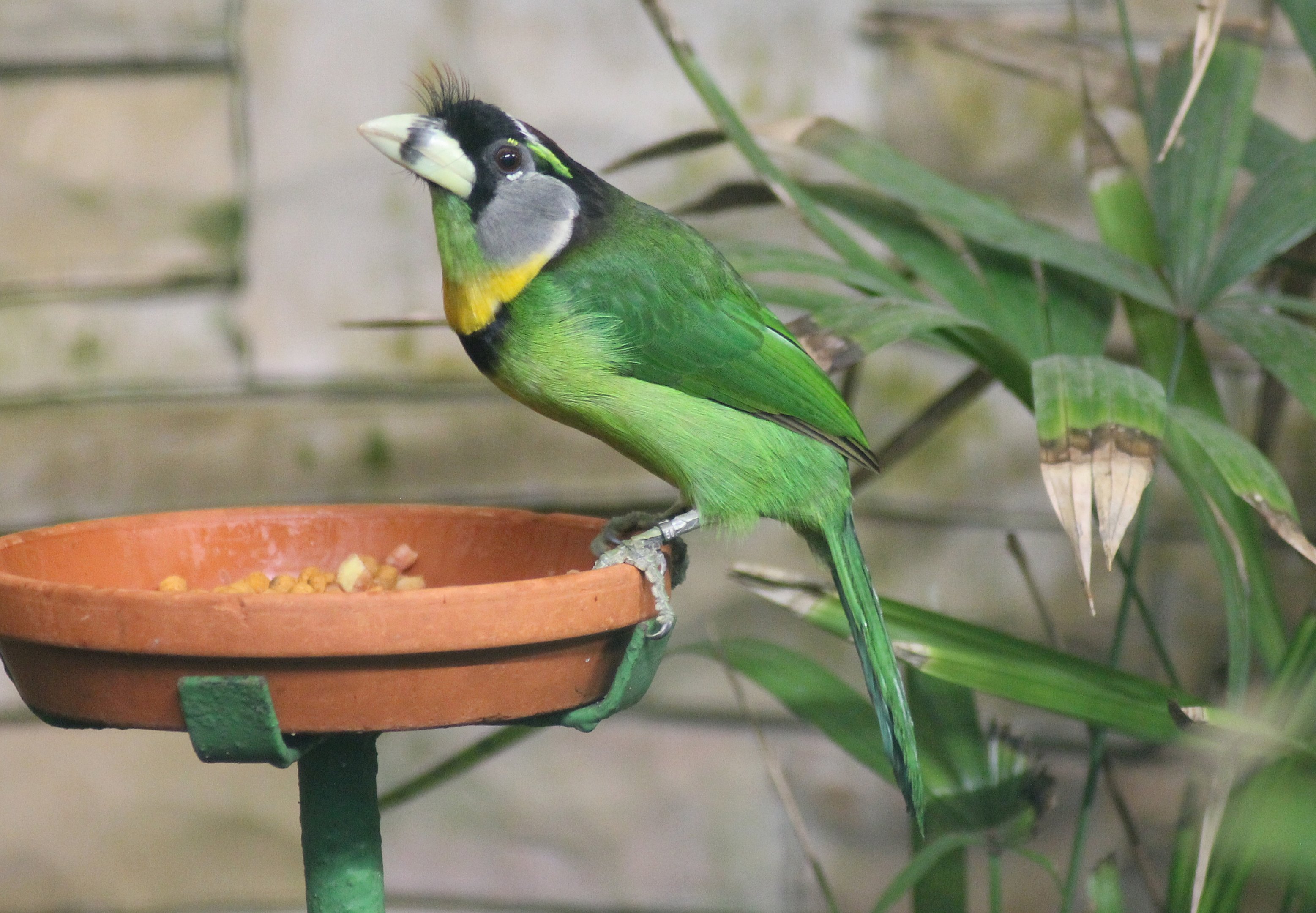 Fire-tufted barbet (Psilopogon pyrolophus)