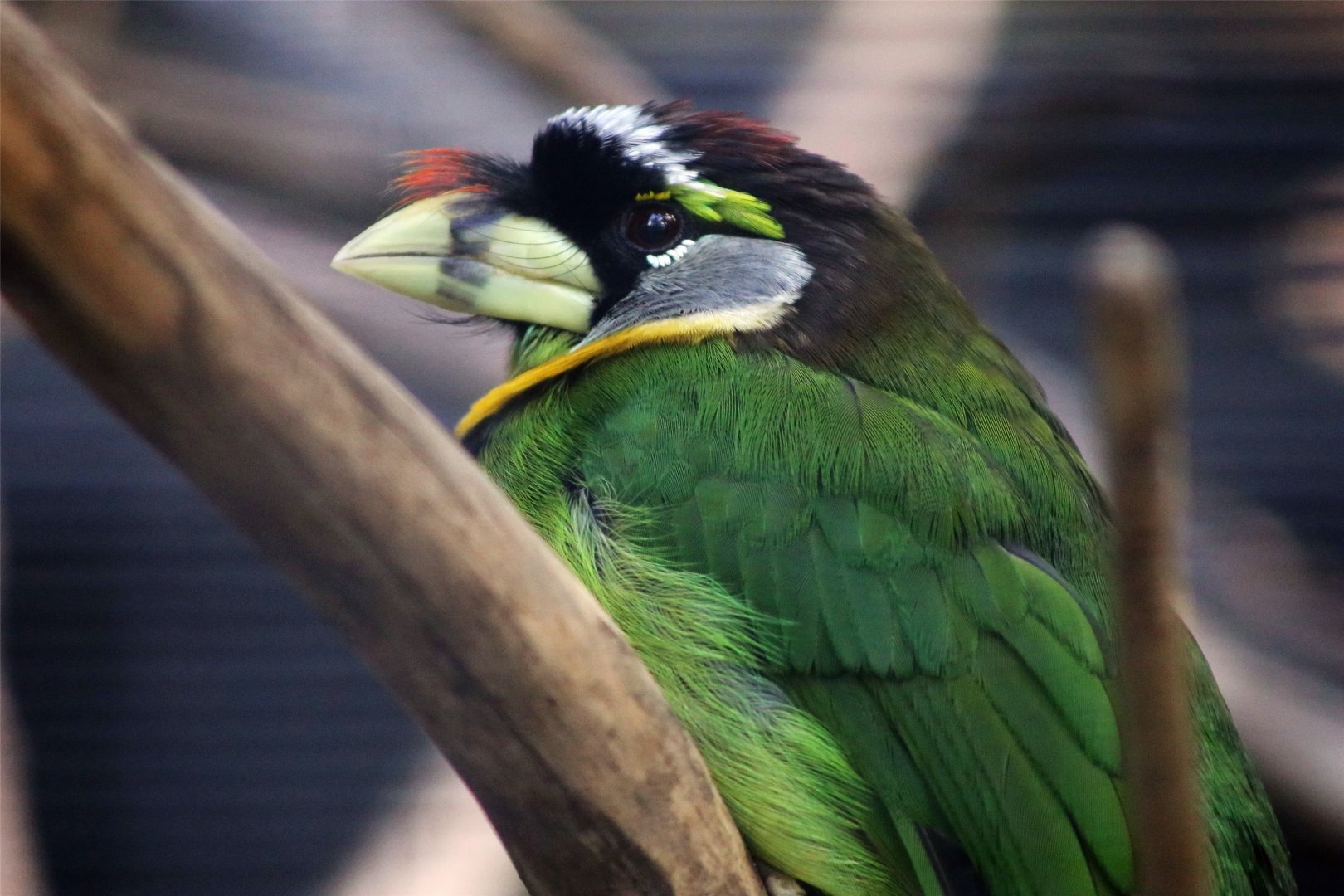 Fire-tufted barbet (Psilopogon pyrolophus)