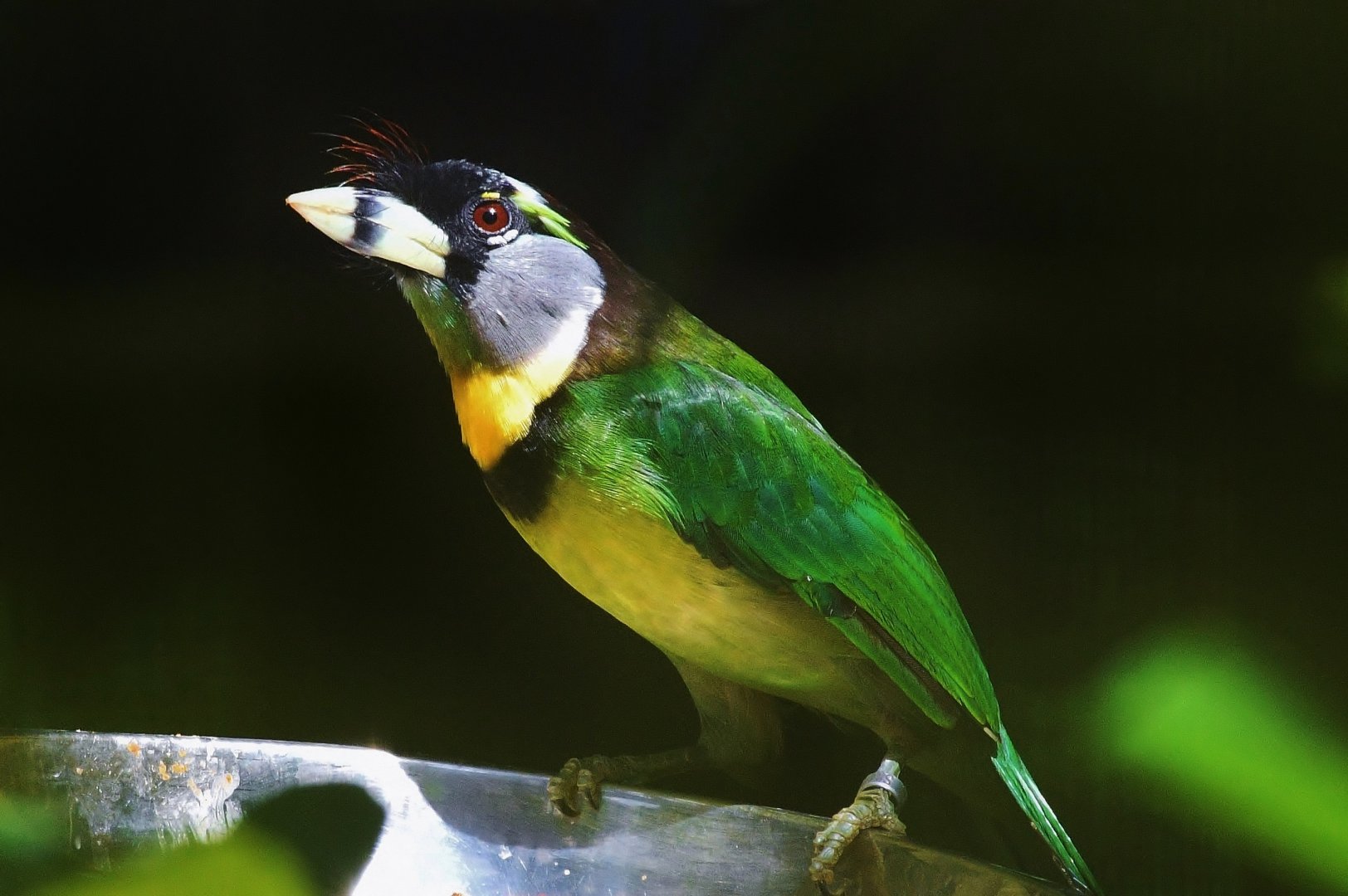 Fire-tufted Barbet (Psilopogon pyrolophus)