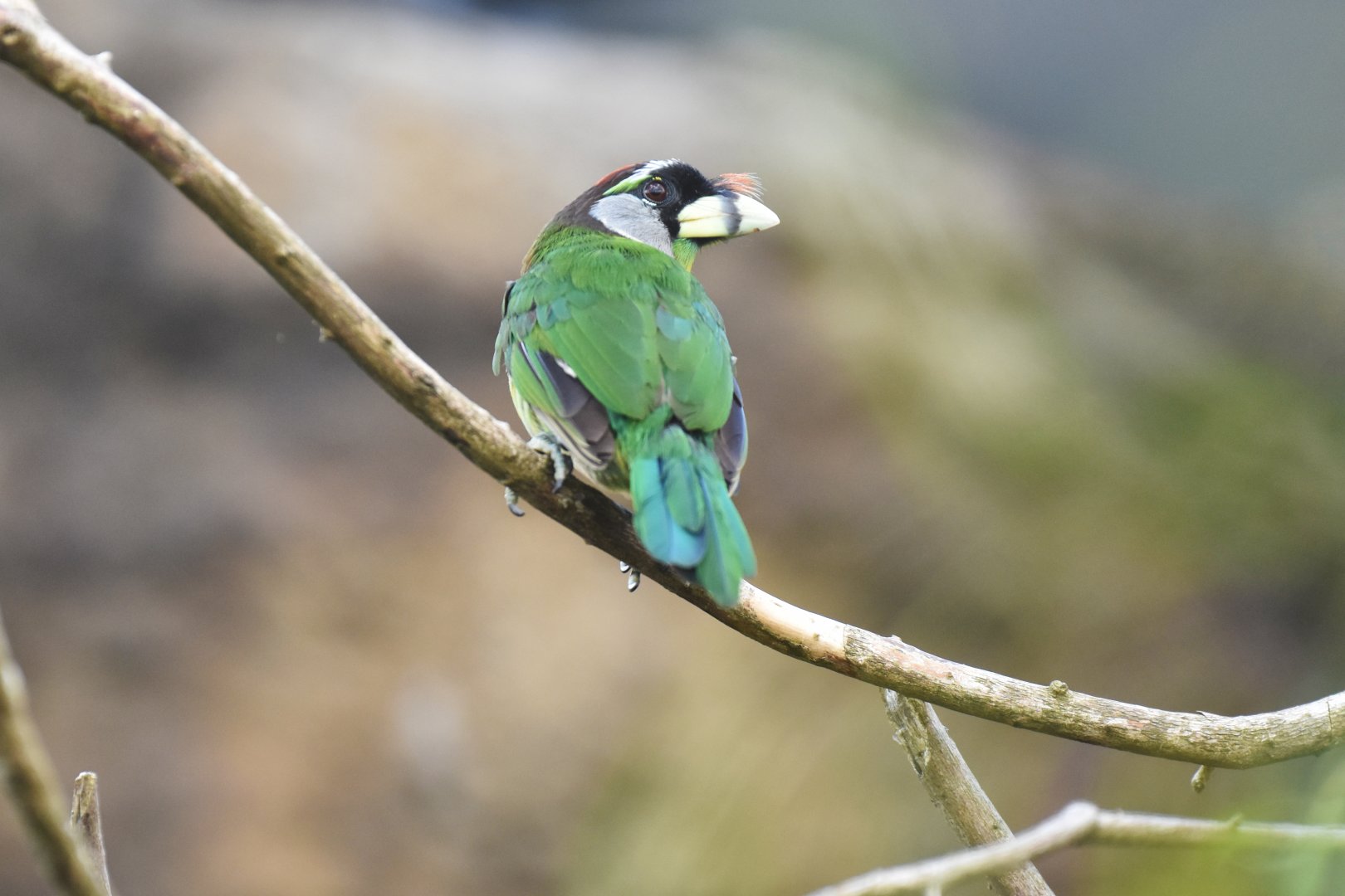 Fire-tufted barbet Psilopogon pyrolophus