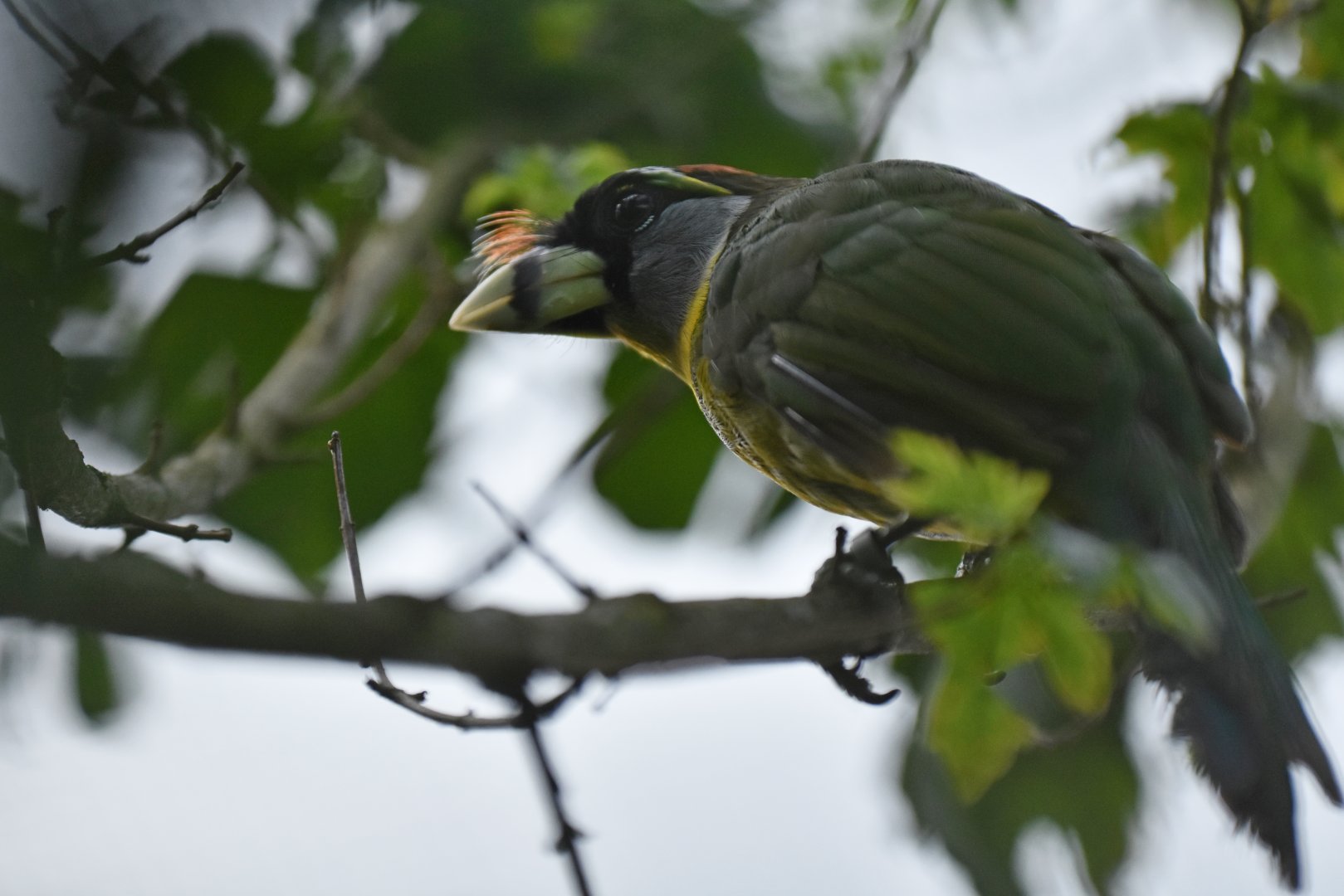 Fire-tufted barbet Psilopogon pyrolophus