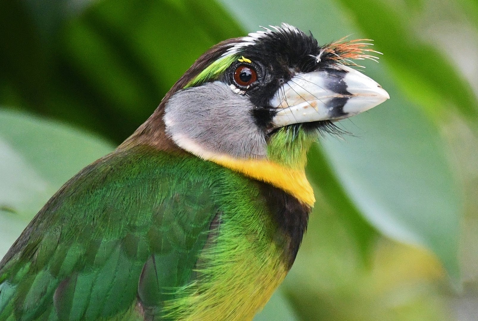 Fire-tufted Barbet (Psilopogon pyrolophus)