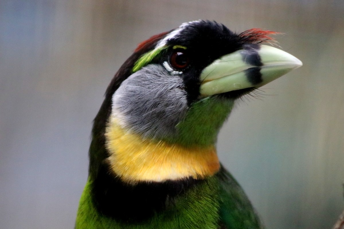Fire-tufted Barbet (Psilopogon pyrolophus)
