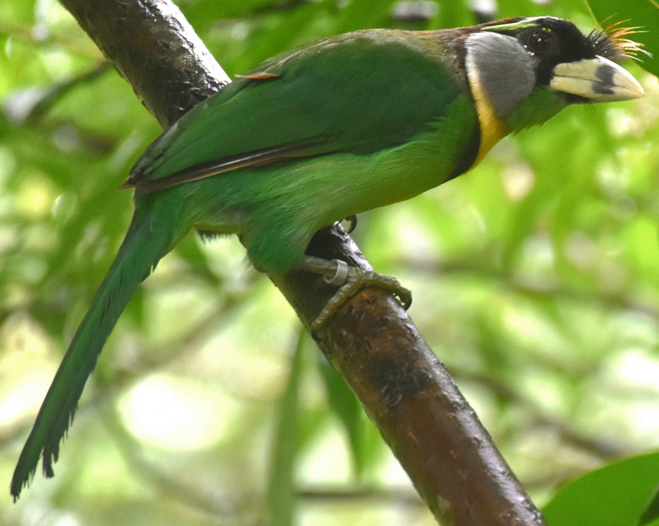 Fire-tufted Barbet (Psilopogon pyrolophus)