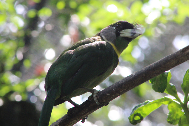 Fire-tufted barbet (Psilopogon pyrolophus)
