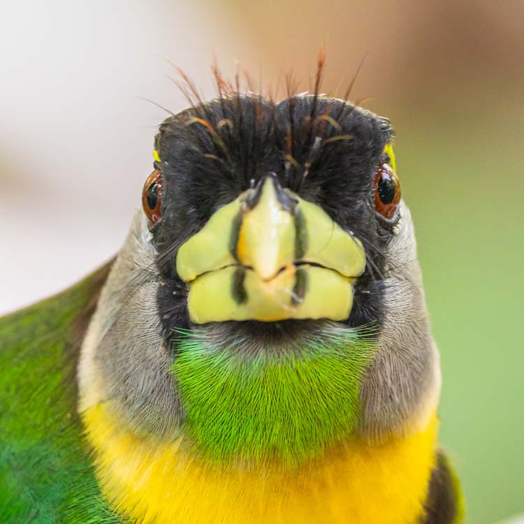 Fire-tufted Barbet (Psilopogon Pyrolophus)
