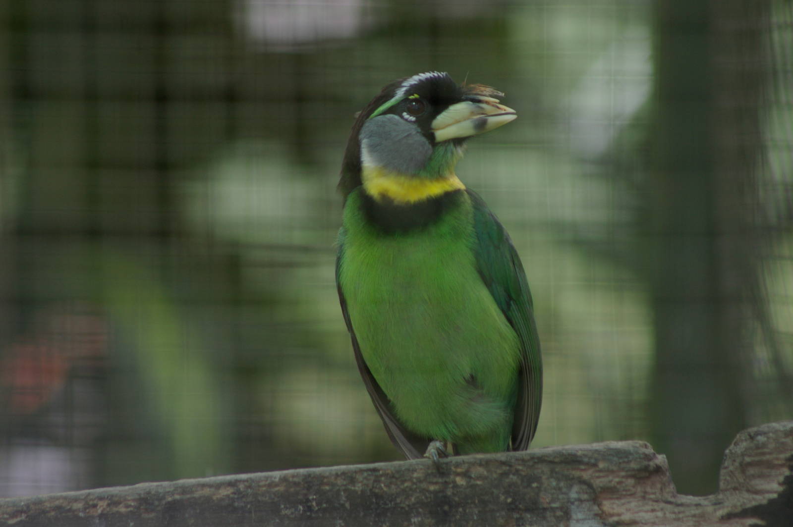 fire-tufted barbet (Psilopogon pyrolophus)