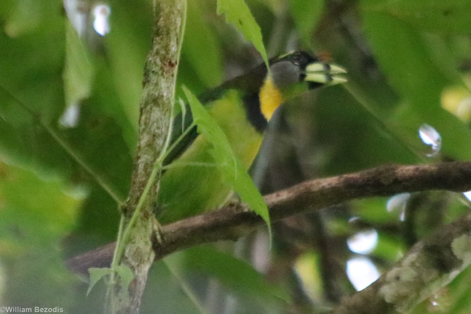 Fire-tufted Barbet - Tapan Road