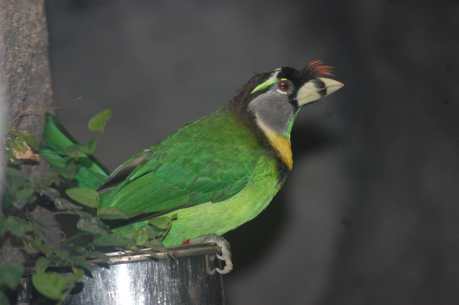Fire-tufted barbet