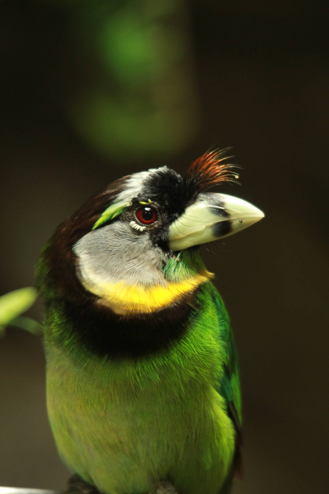 Fire-tufted Barbet
