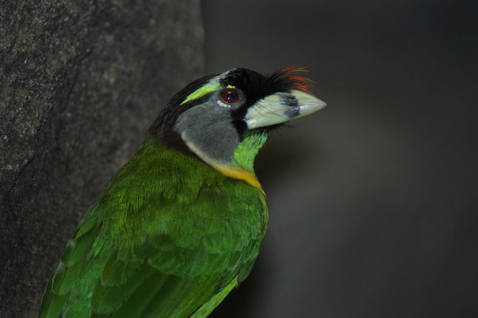 Fire-tufted barbet