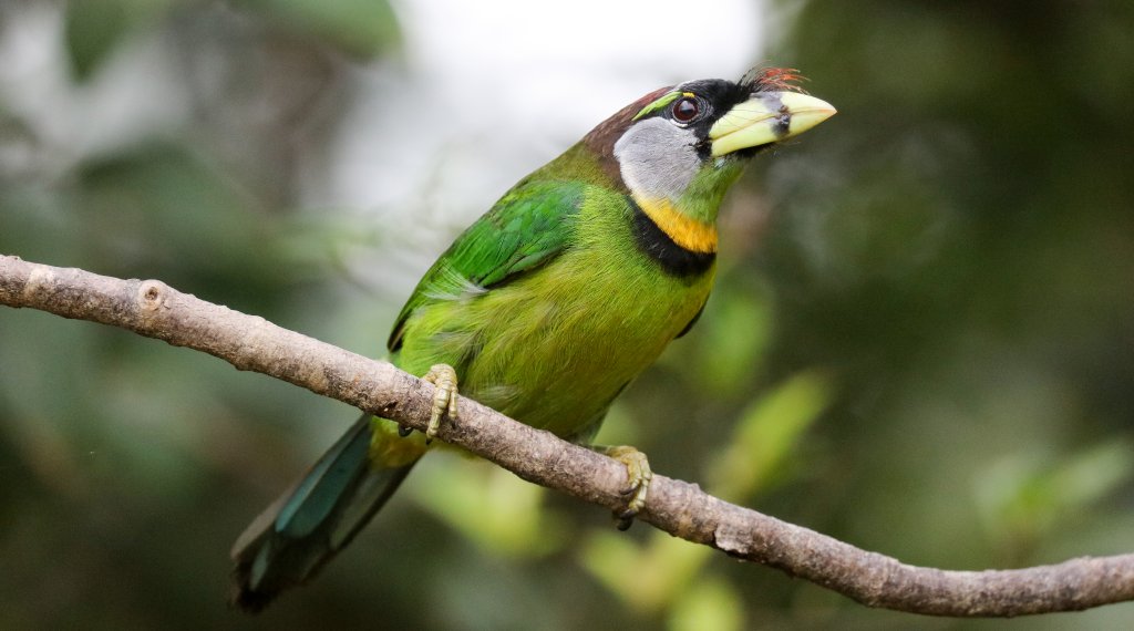 Fire-tufted Barbet
