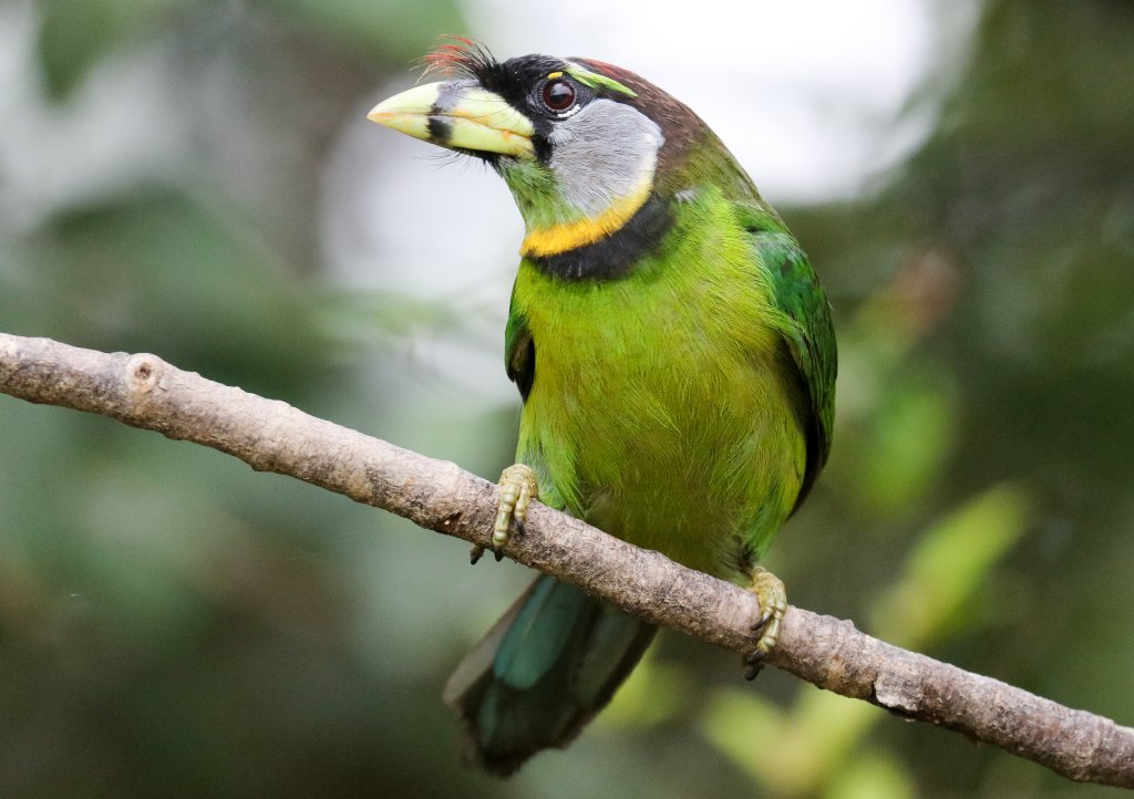 Fire-tufted Barbet