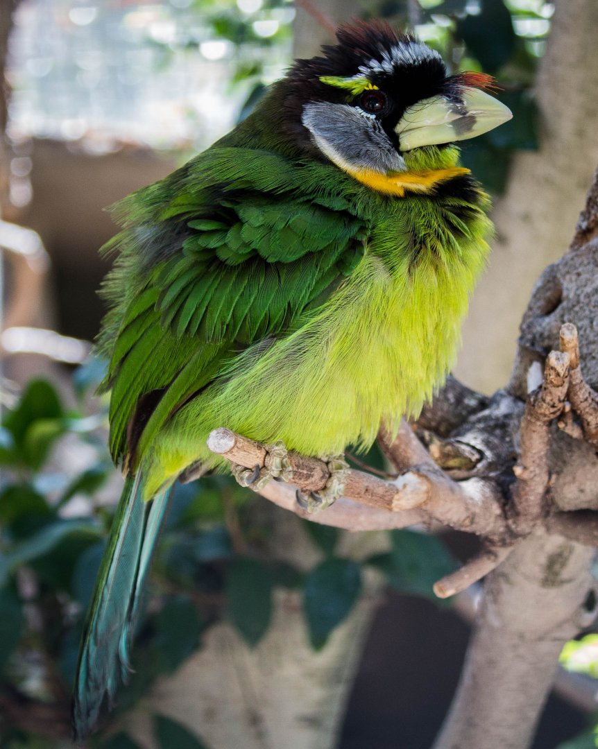 Fire-tufted barbet
