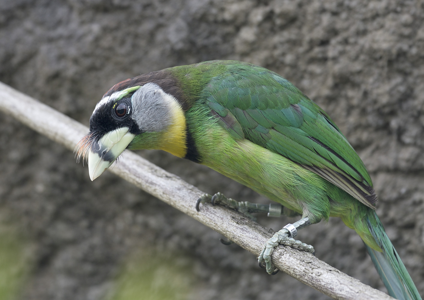 Fire-tufted barbet