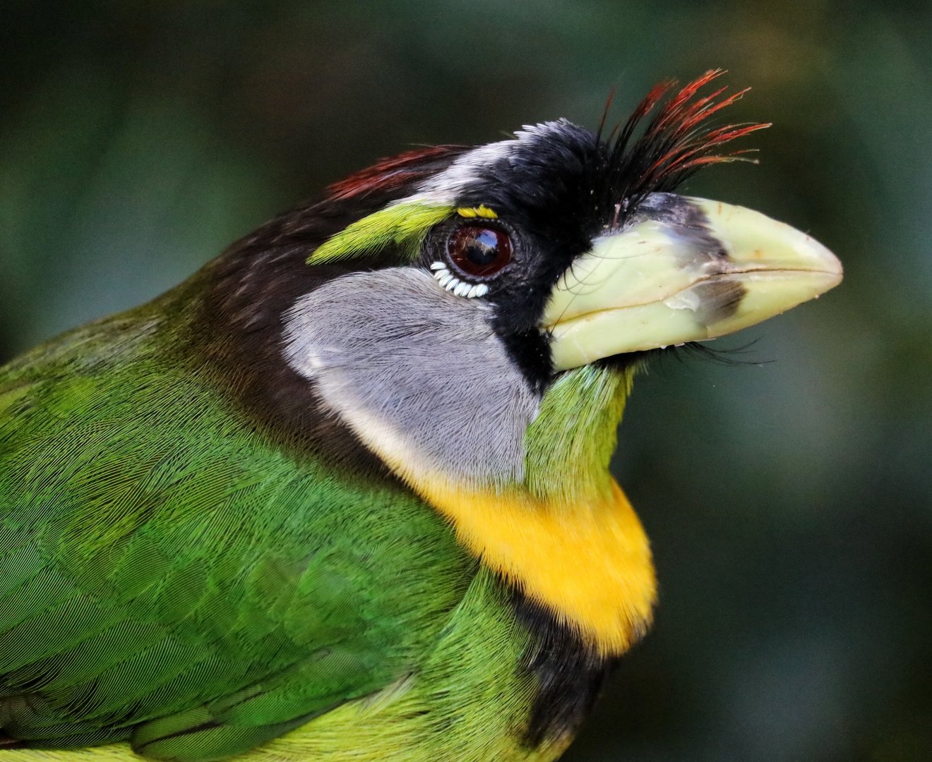 Fire Tufted Barbet