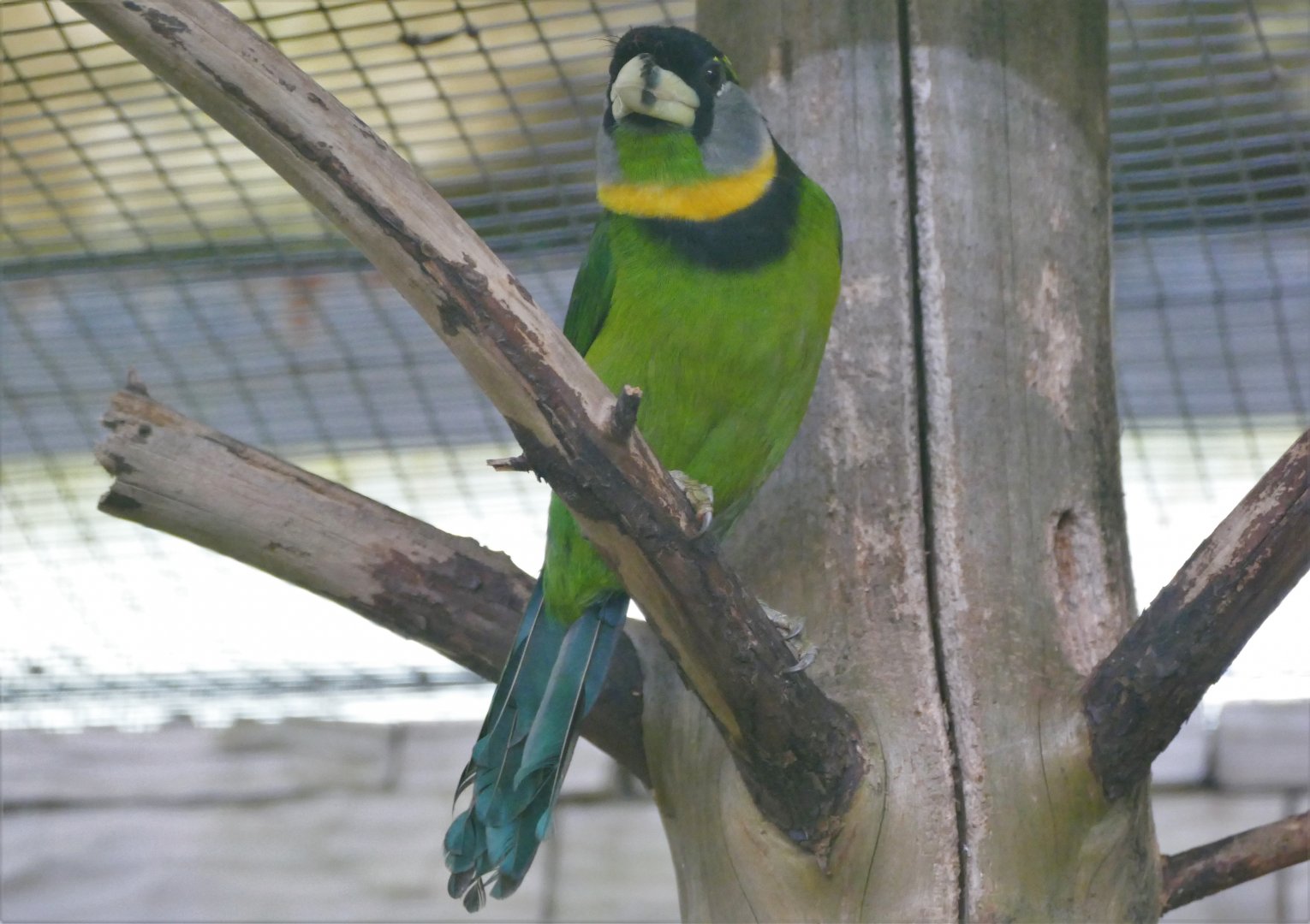 Fire-tufted barbet
