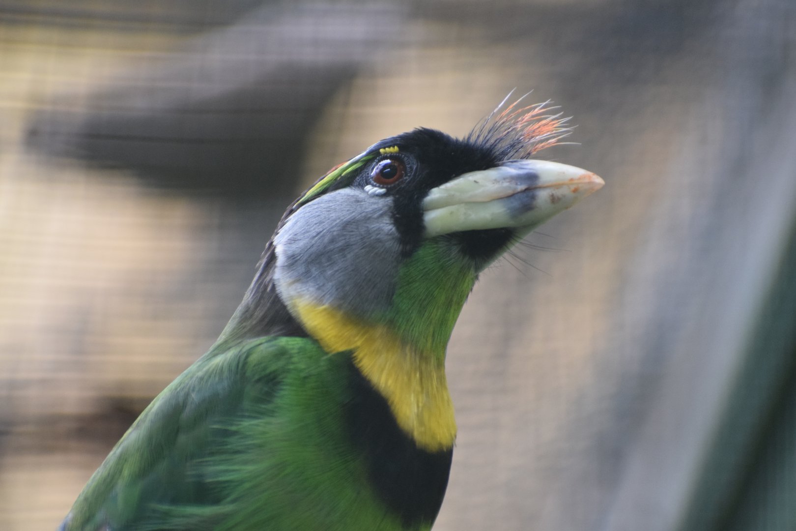 Fire-tufted barbet