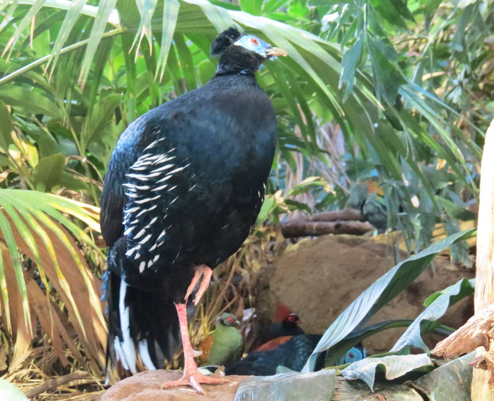 Fireback Pheasant Plus