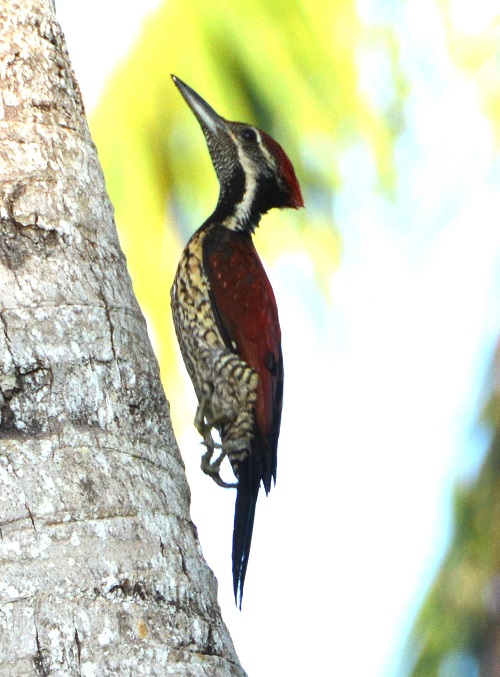 Fireback woodpecker