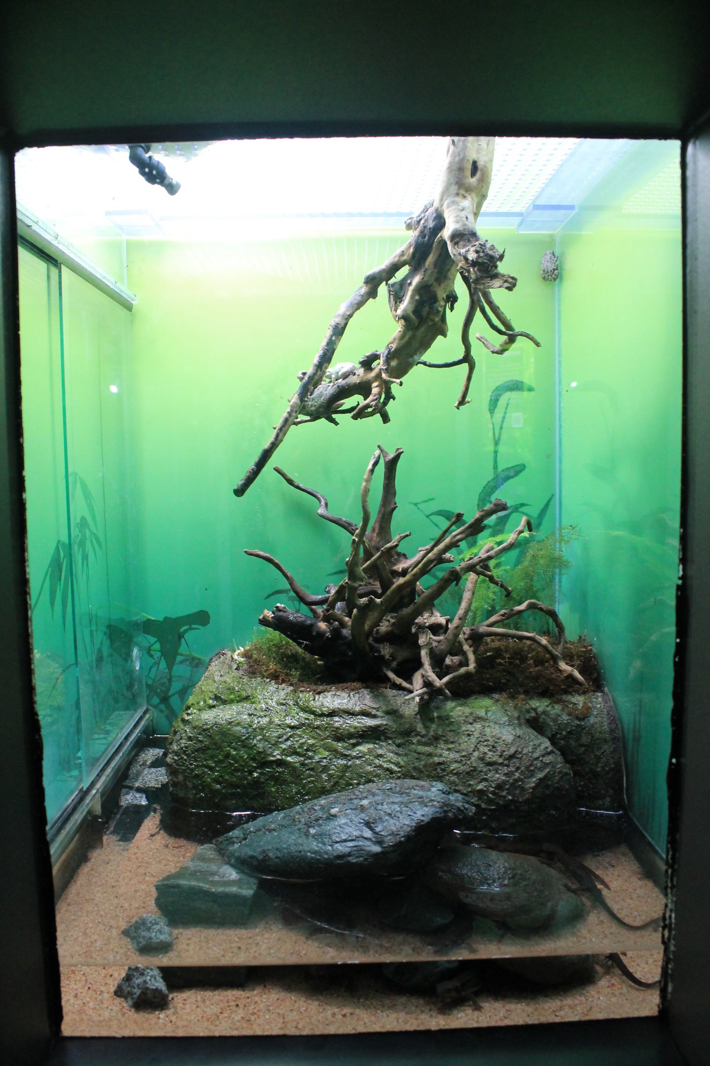 Firebelly Newt and Japanese Tree Frog tank