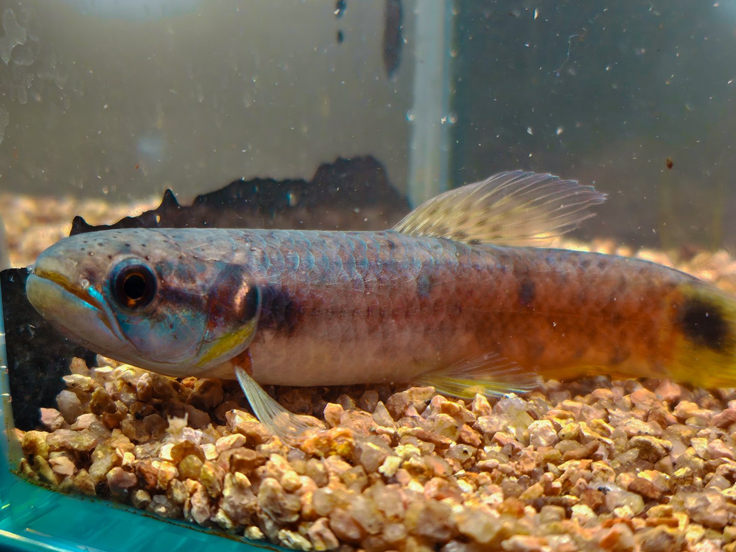 Firebelly Wolf-fish (Erythrinus sp. Madre de Dios)