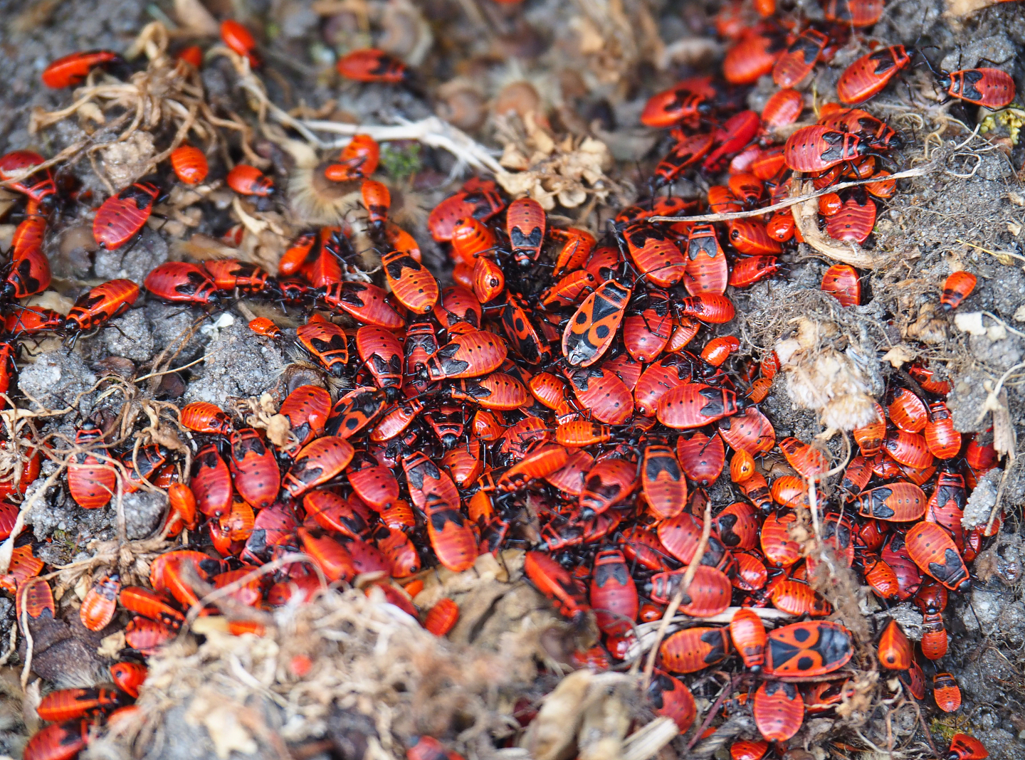 Firebug motherlode (Pyrrhocoris apterus)