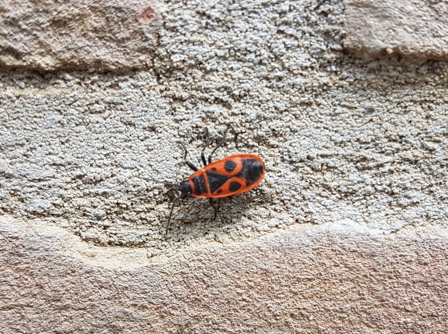 Firebug - Pyrrhocoris apterus